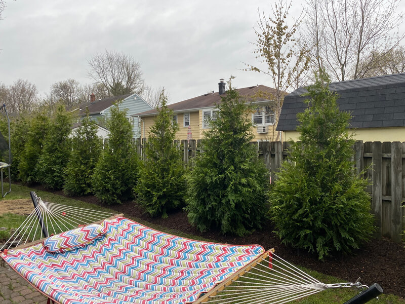 AP Mazzilli best landscaper in Westfield trees for privacy